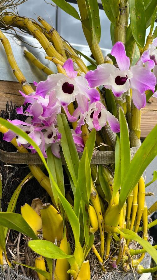 Plumeria Holidays Saint Pierre Exterior photo